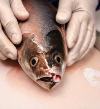 Preparación de pescado: higiene y precaución